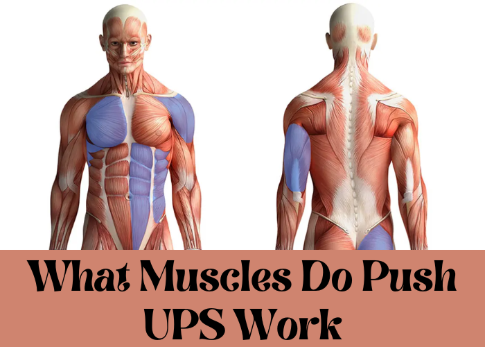 What muscles do push ups work